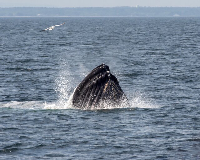 A Humpback whale breaches the surface at it's summer feeding grounds in the Gulf of Maine