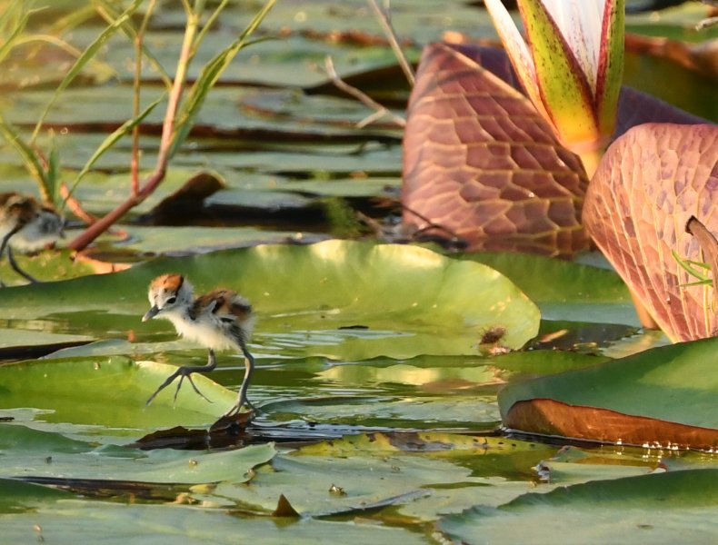 An African jacana chick on water lillies