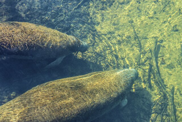 Manatees swimming at Homosassa Springs, Florida