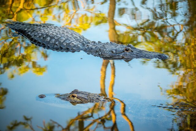 A large American alligator in the water in Orlando, Florida