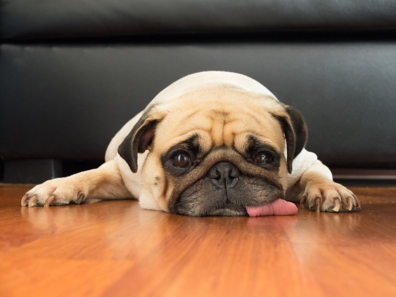 Pug with tongue out on floor. 