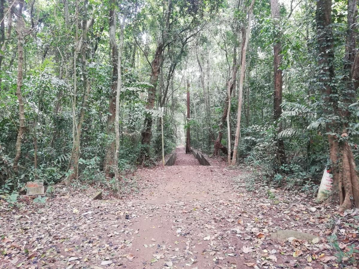 Iringole Kavu, one of the largest sacred groves in the State, near Perumbavoor town in Ernakulam. 