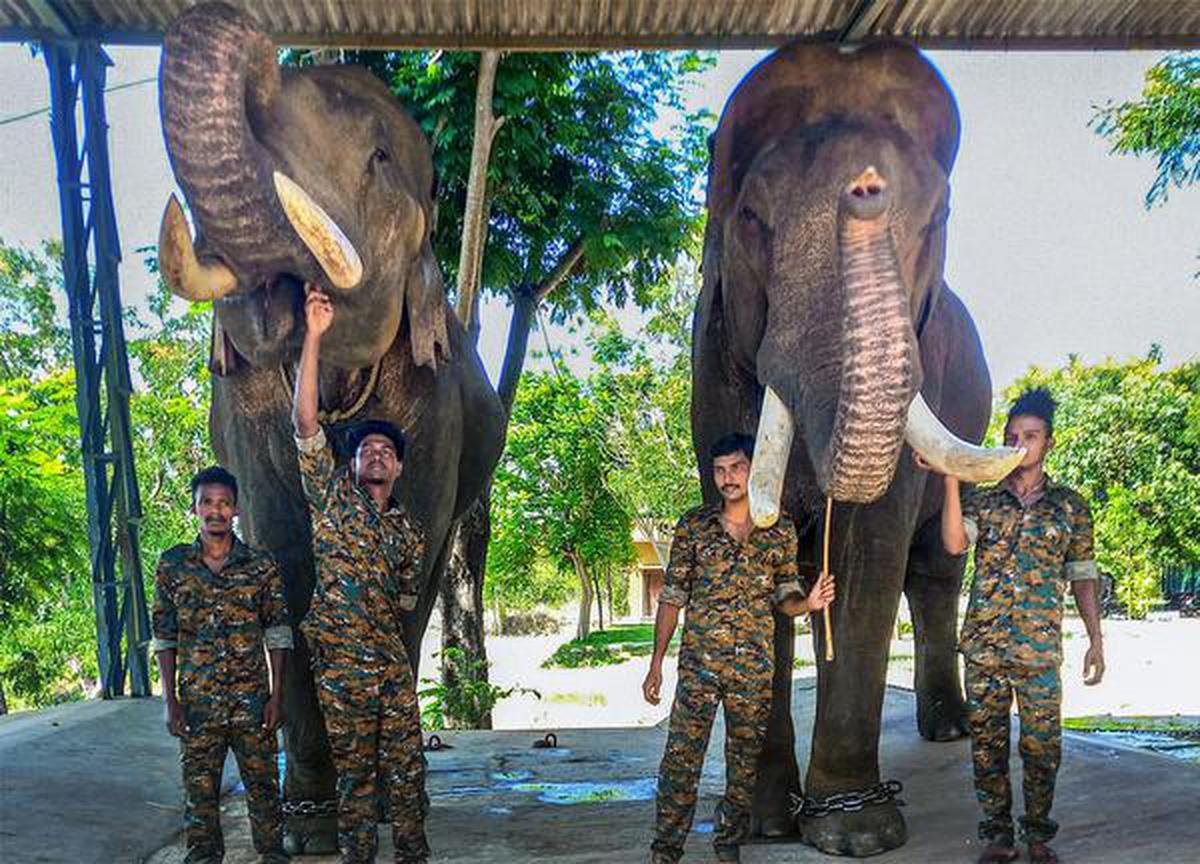 A batch of forest workers with kumkis (trained elephants to tame wild jumbos) at Naniyala Elephant Camp near Kuppam in Chittoor district. 