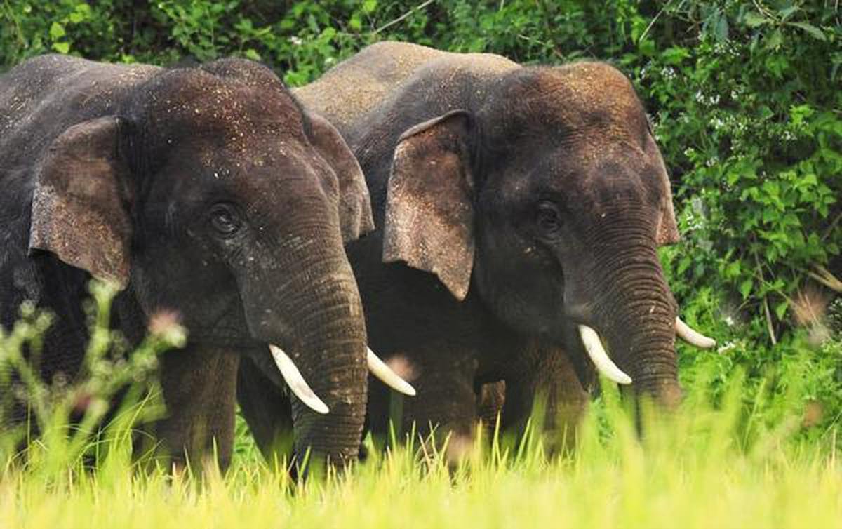 Two wild elephants emerged from Tamil Nadu forests on the prowl in Nagari plains in the Chittoor district. 